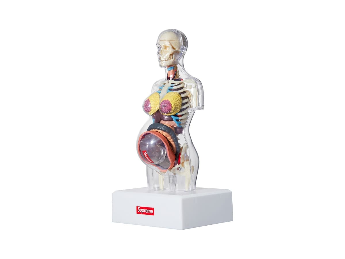 Supreme Female Anatomy Model Clear