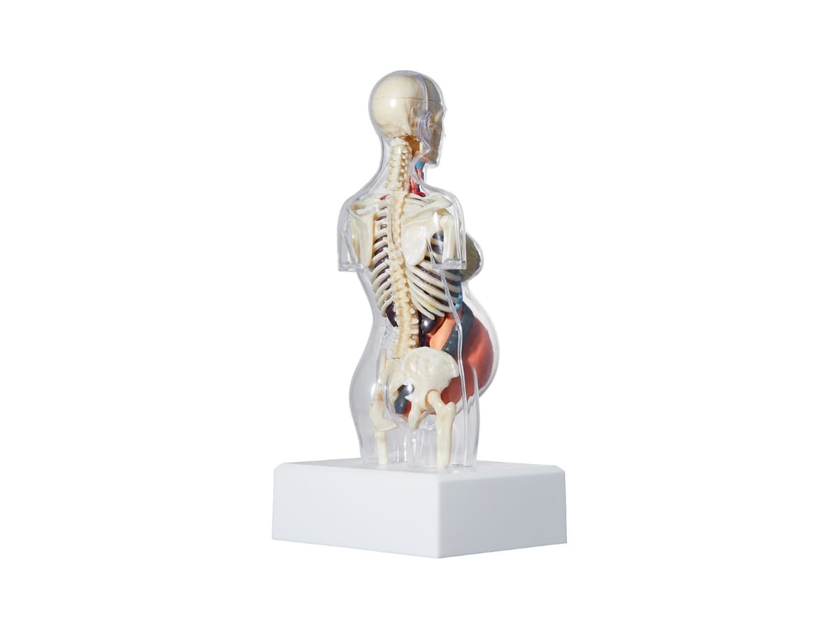 Supreme Female Anatomy Model Clear